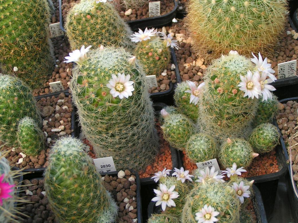 Mammillaria giselae